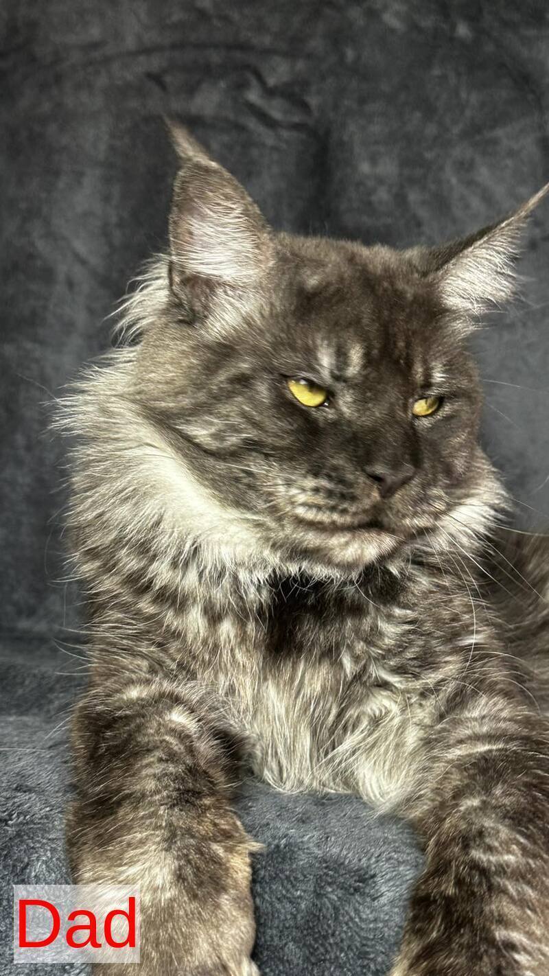 Brendon Maine Coon male black silver - live animals