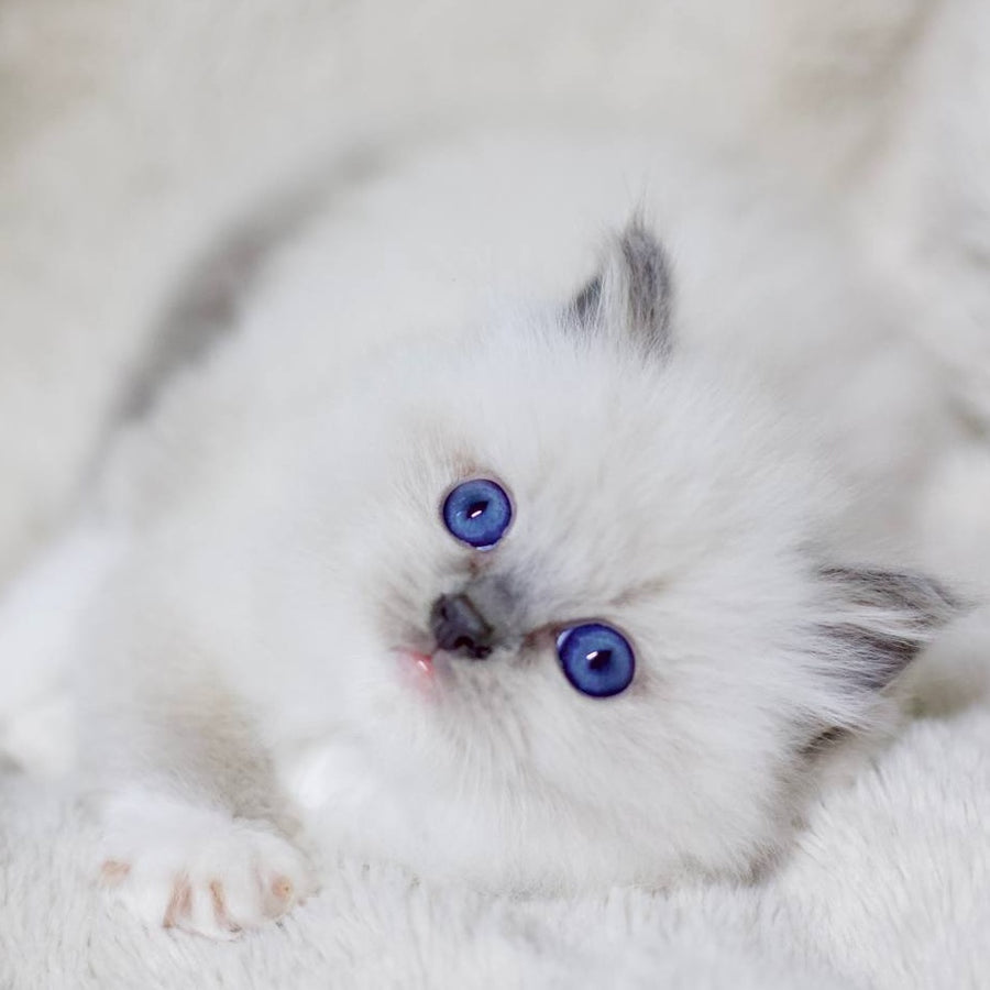 Royce Ragdoll male, blue mitted