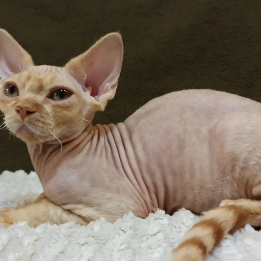 Edgar Devon Rex male, red bicolour tabby