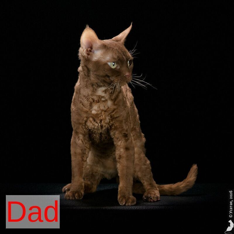 Naila Devon Rex female chocolate pointed - live animals