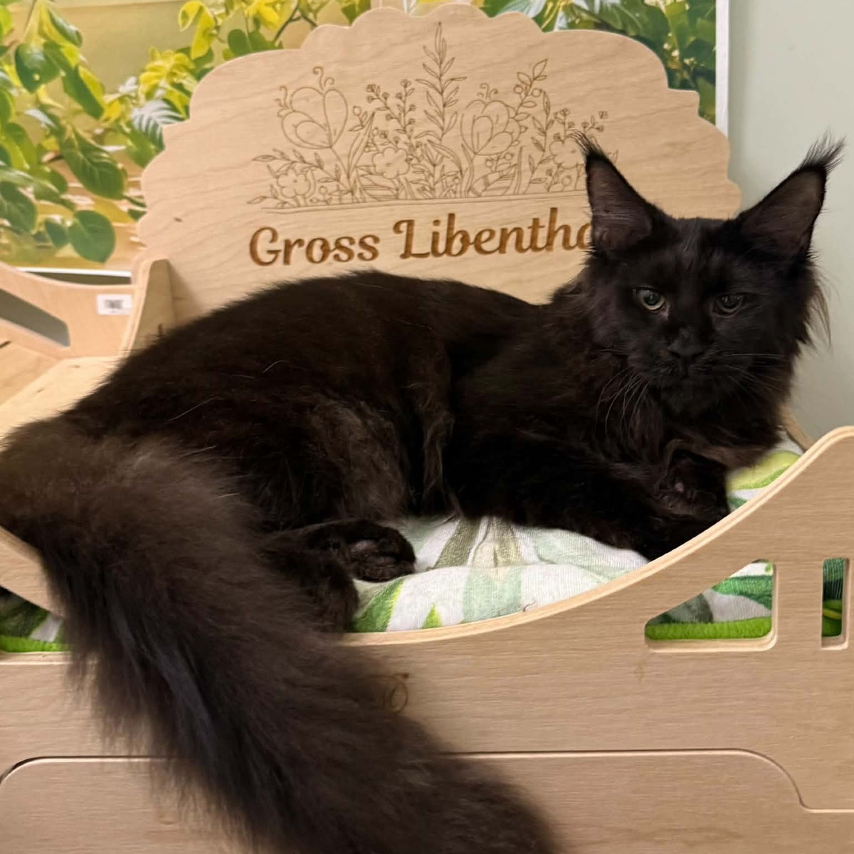 Xandra Maine Coon female, black