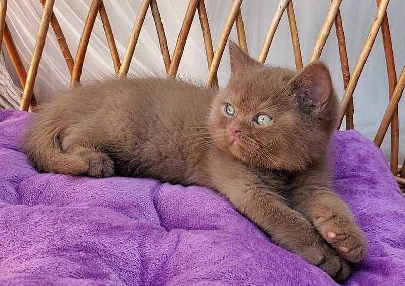 Xammer British Shorthair male, cinnamon
