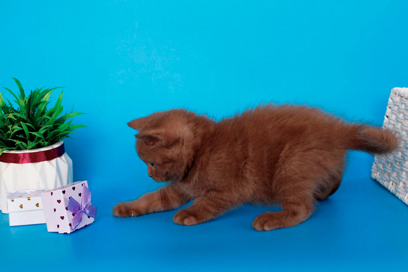 Quiz Scottish Straight male cinnamon - live animals