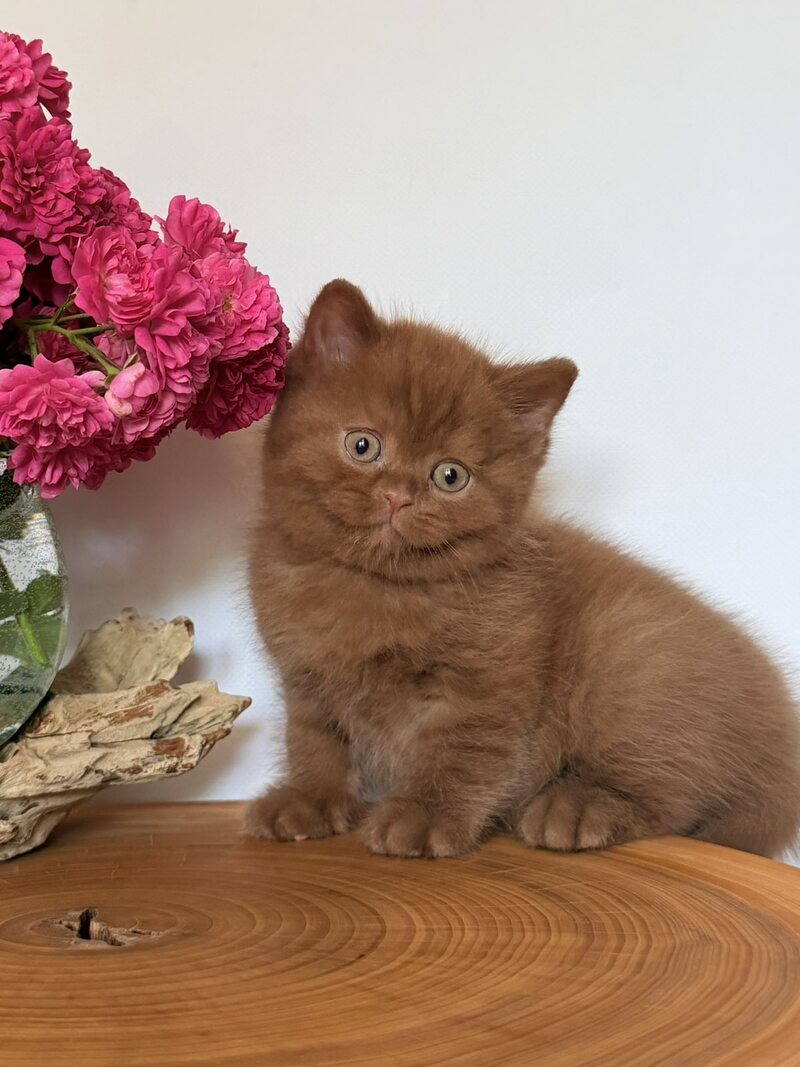 Fudge British Shorthair male, cinnamon