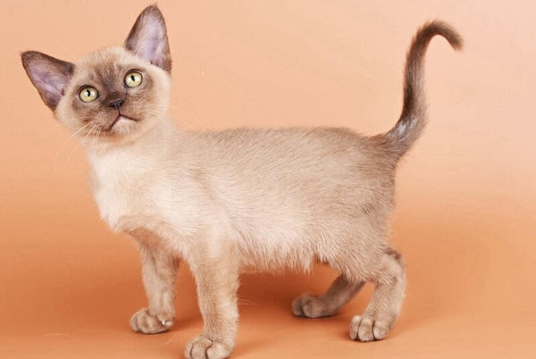 Zair Burmese male chocolate - live animals