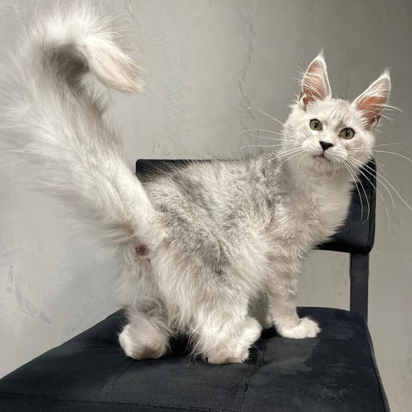 Kira Maine Coon female, black silver bicolour ticked tabby