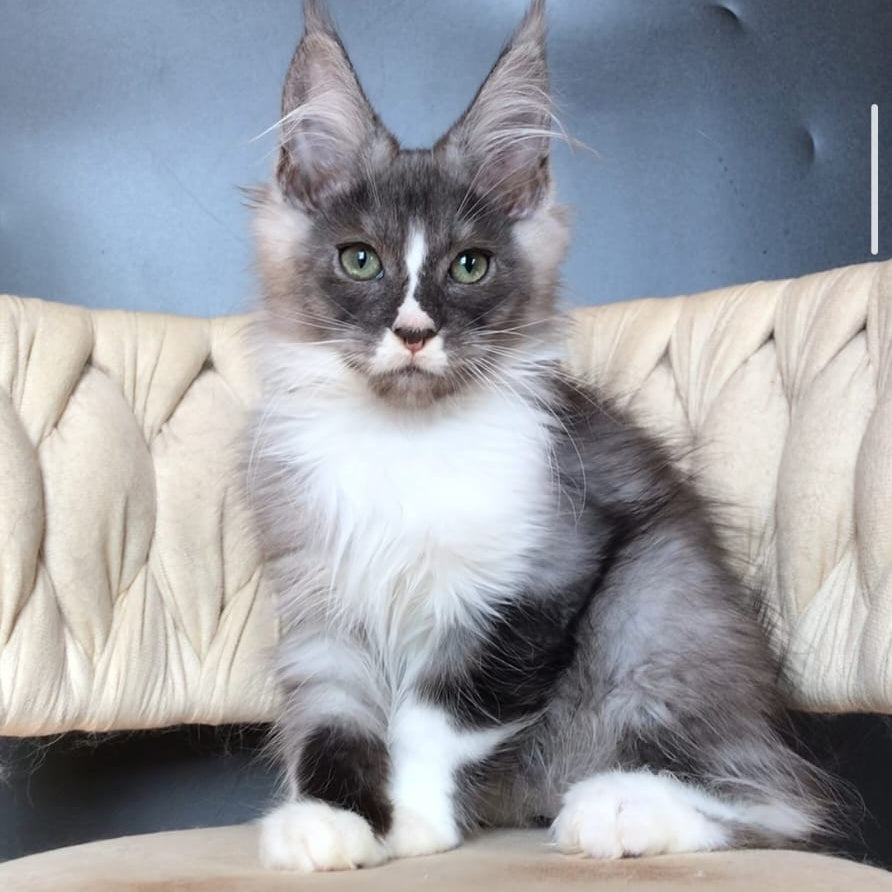 Chip Maine Coon male, black silver bicolour