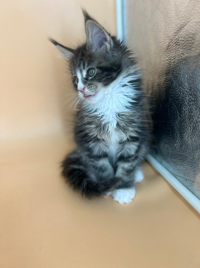Bershka Maine Coon female, black tortie tabby bicolour