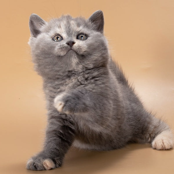 Rachel British Shorthair female, blue tortie