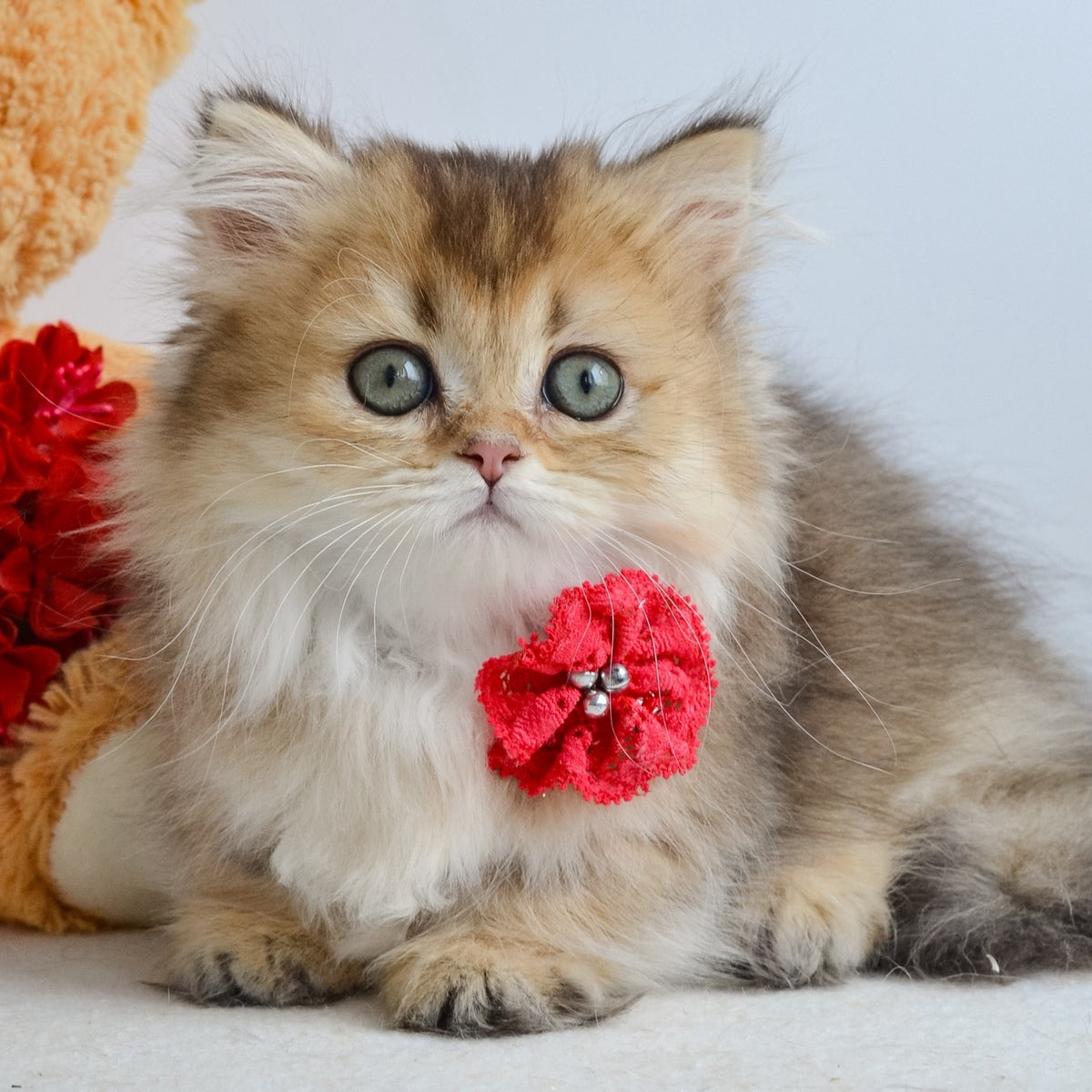 Ivie Munchkin female, black golden ticked tabby