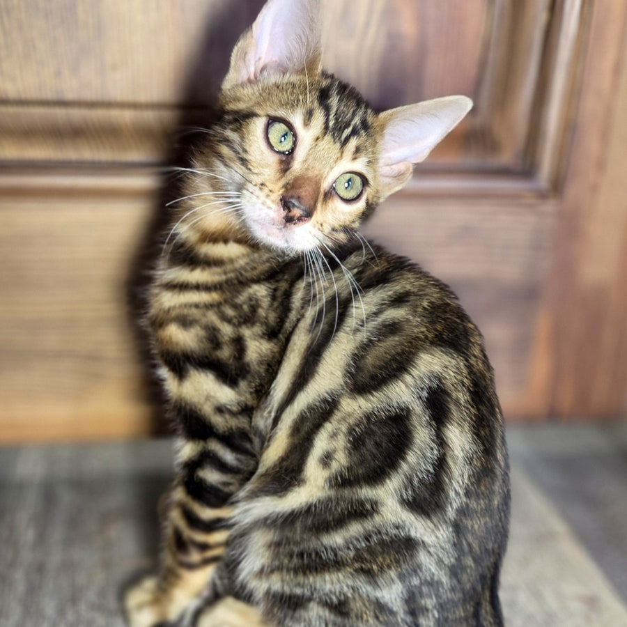 Madison Bengal male, black spotted tabby