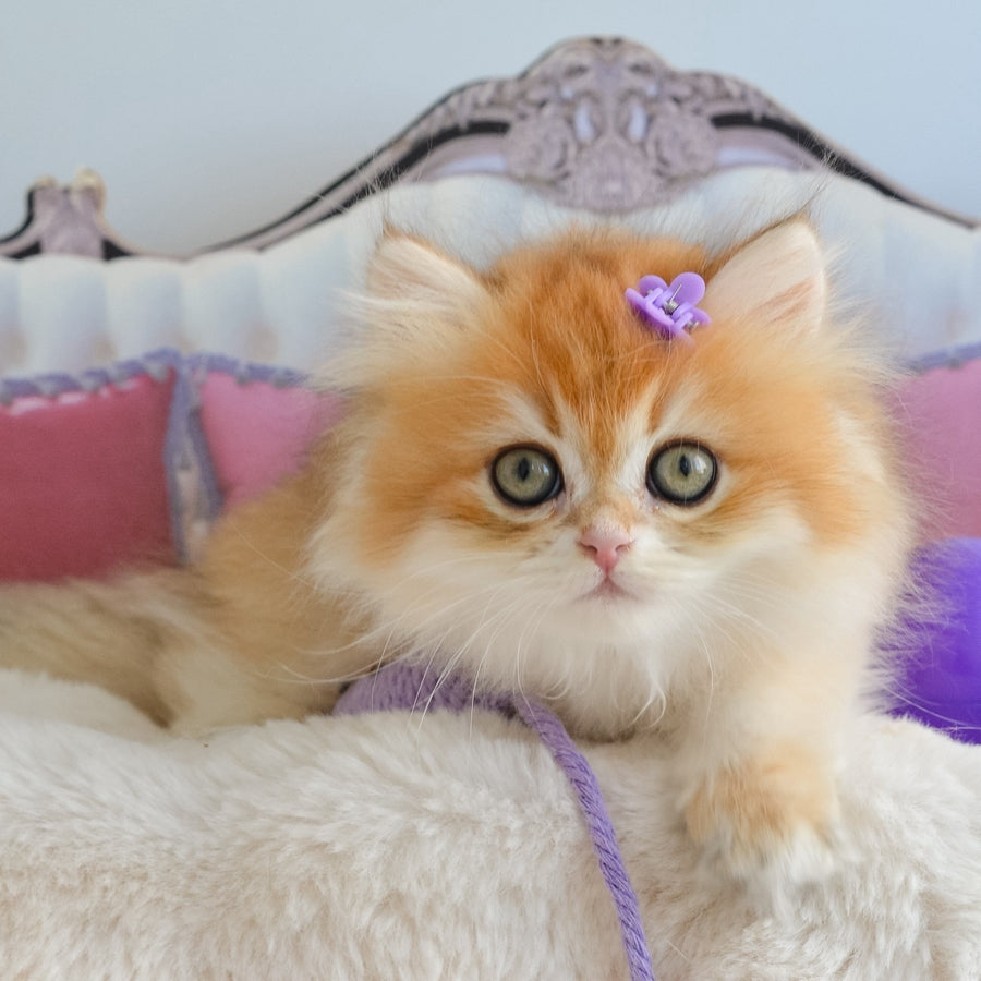 Gina British Longhair female, black golden chinchilla