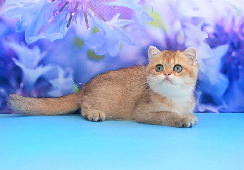 Amina British Shorthair female, black golden shaded