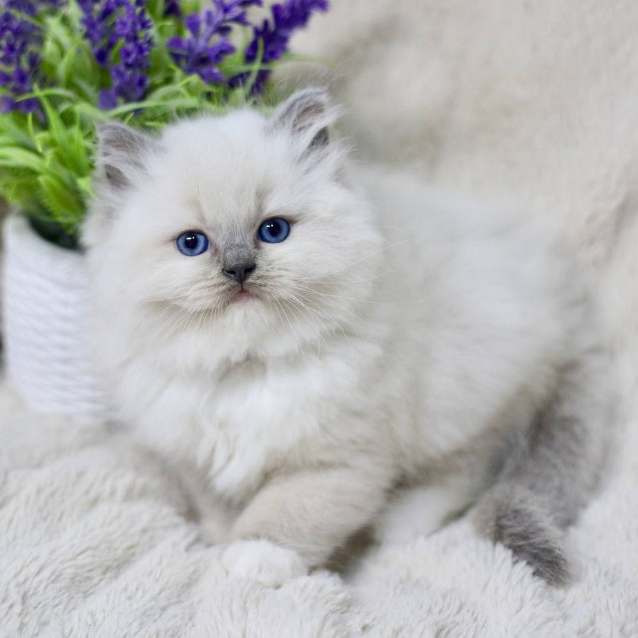 Rolex Ragdoll male, blue mitted