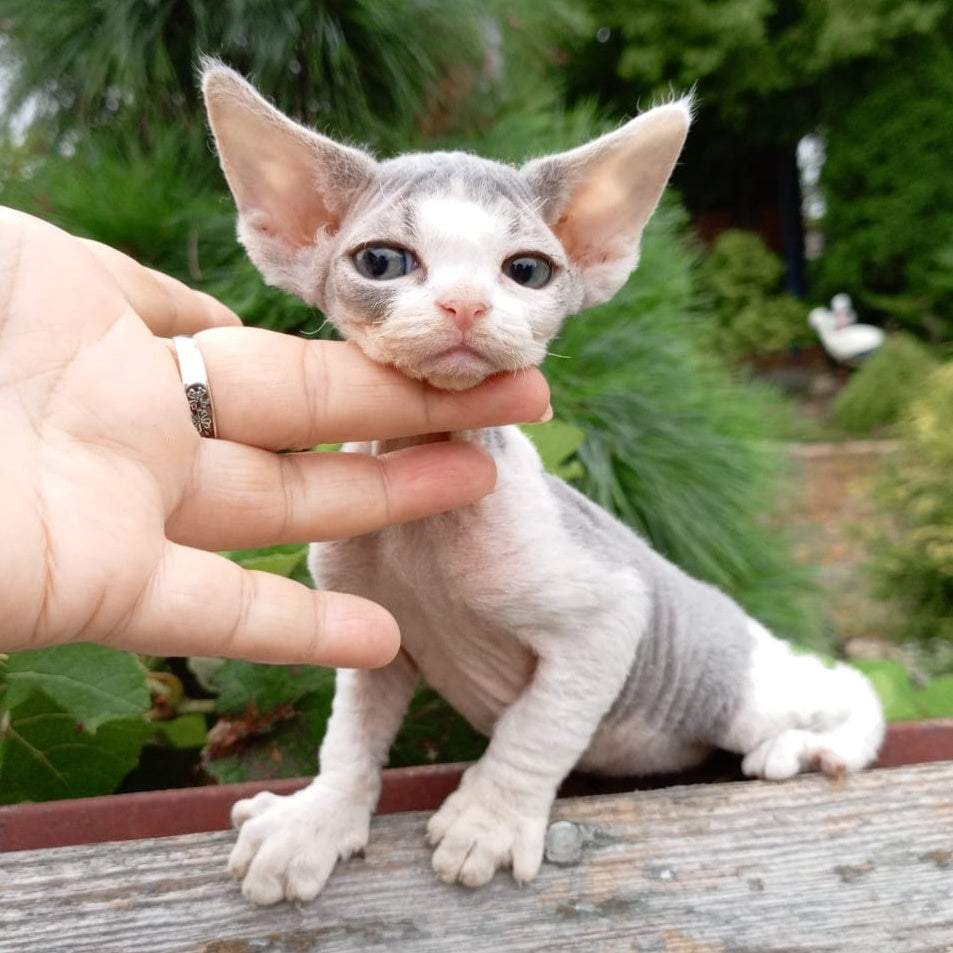 Chloe Devon Rex female, blue bicolour