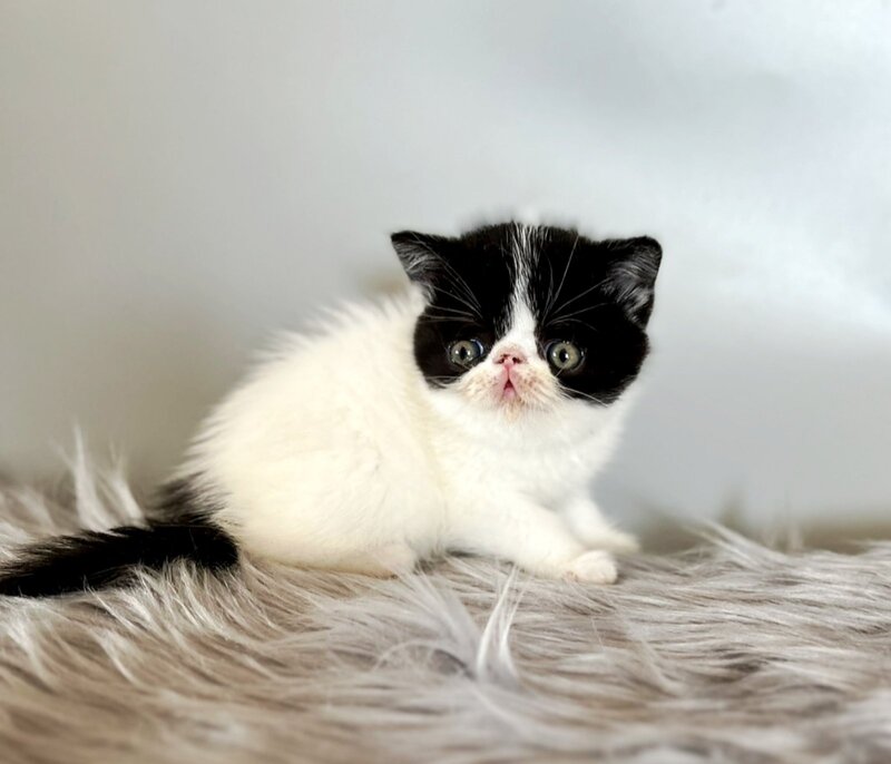 Zorro Exotic male, black van