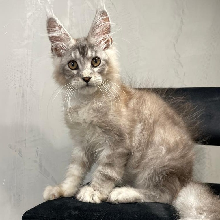 Markush Maine Coon male, blue silver ticked tabby