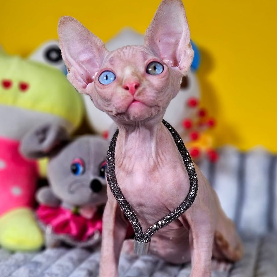 Pharaoh Canadian Sphynx male, red tabby