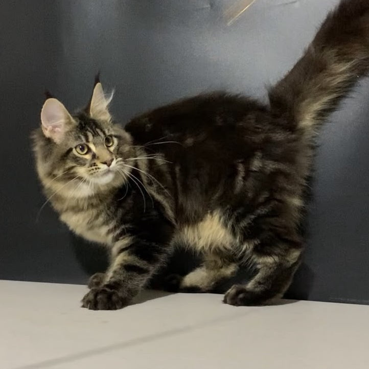 Tropicana Maine Coon female, black tabby