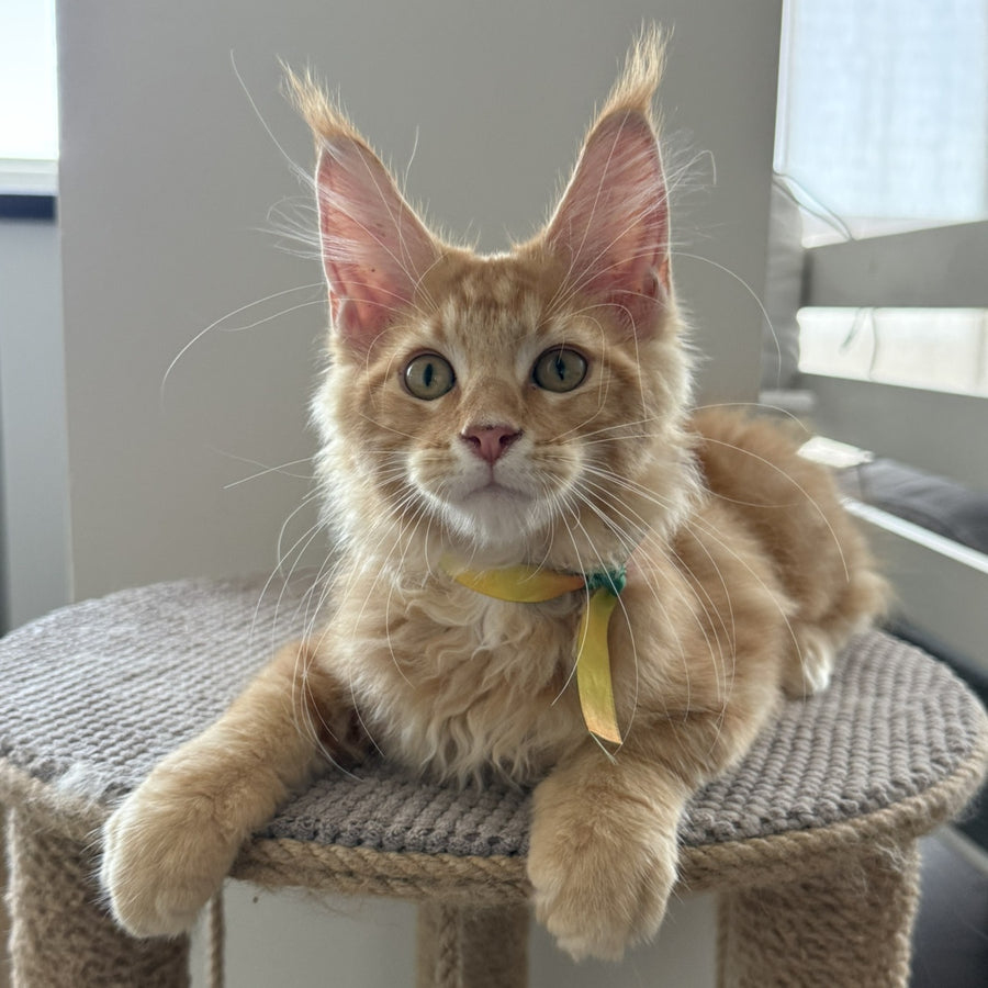 Anfisa Maine Coon female, red tabby