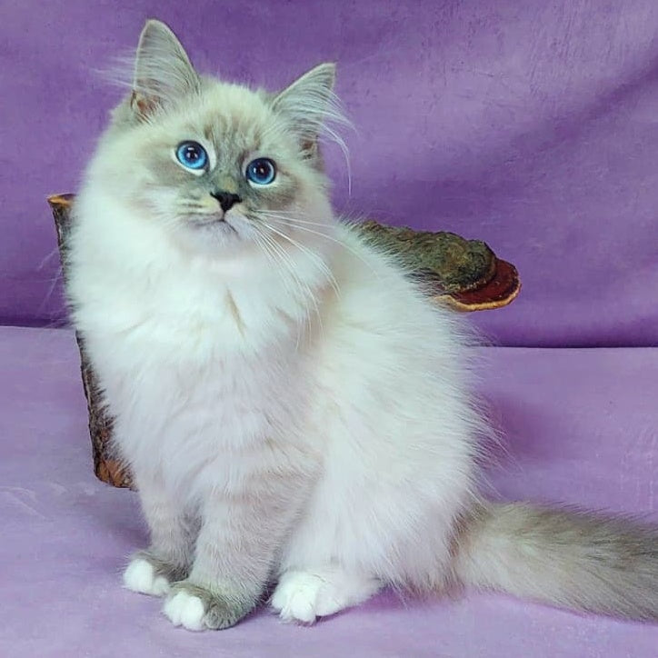Oscar Siberian male, blue with white tabby pointed