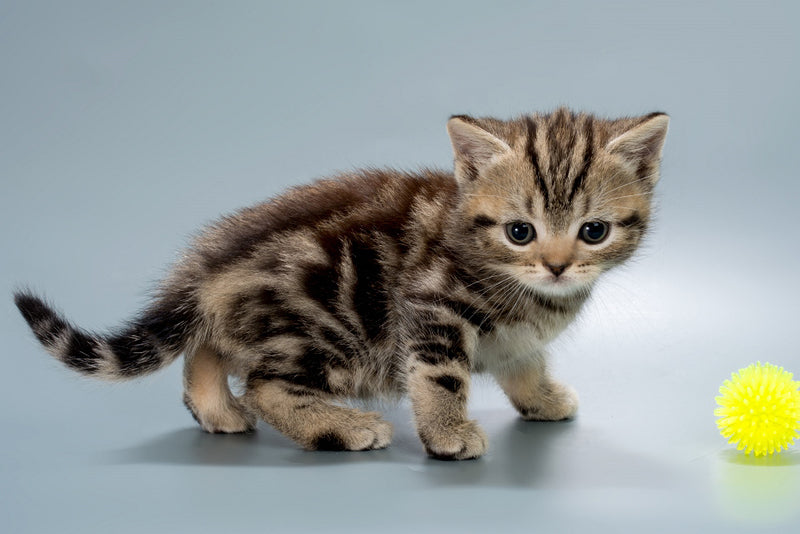 Barni British Shorthair male, black tabby