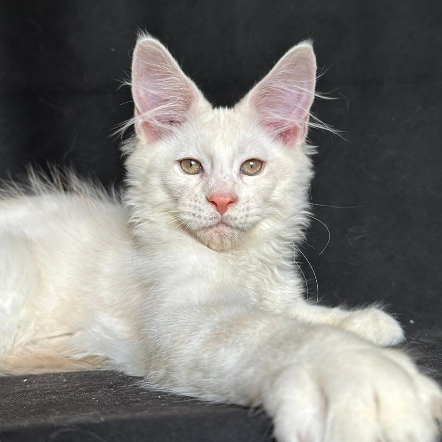 Juno Maine Coon male, red silver shaded