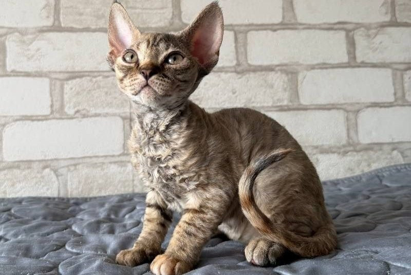 Mis Devon Rex female, chocolate tabby