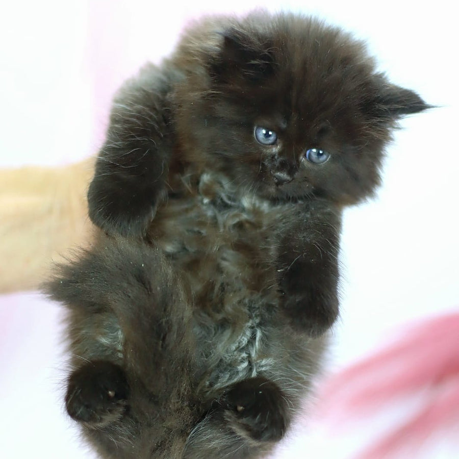 Hugo Boss Persian male, black