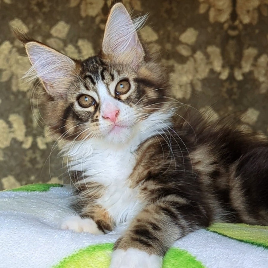 Haridvari Maine Coon female, black tabby with white
