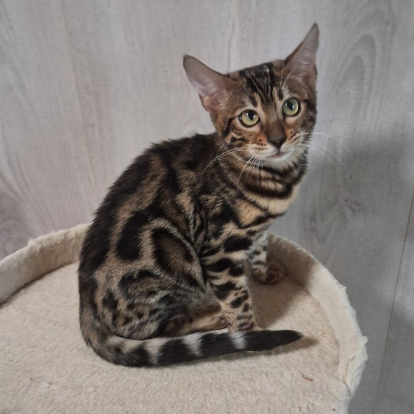 Bonnie Bengal female, black spotted tabby