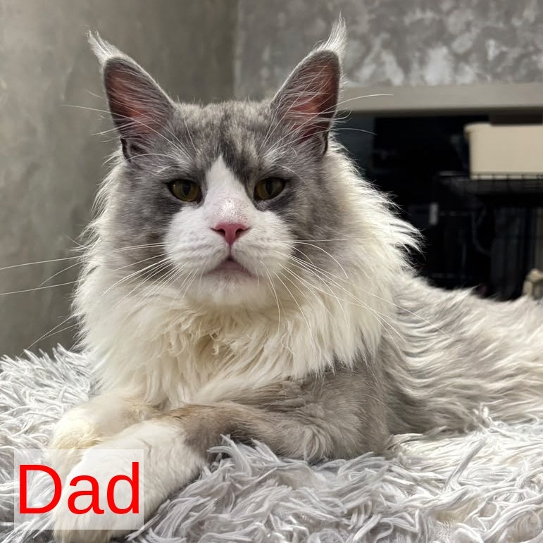 Casper Maine Coon male, cream bicolour