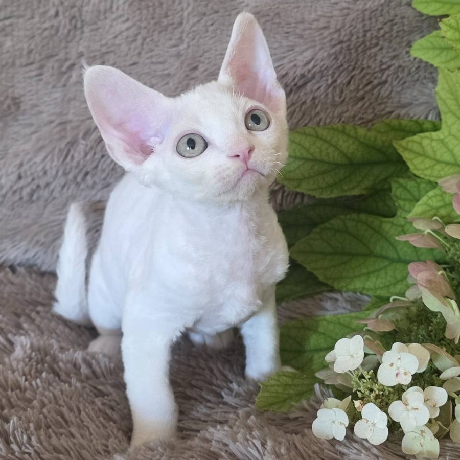 Watson Devon Rex male, white