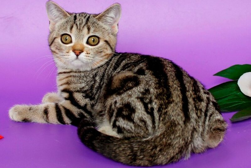 Kelly British Shorthair female, black silver tabby