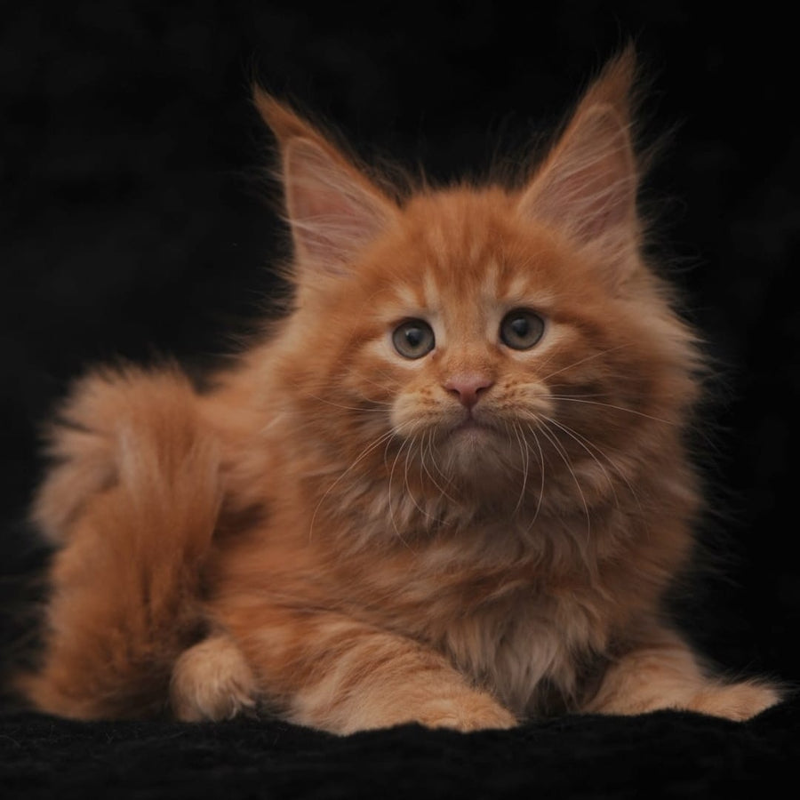 Stafy Maine Coon female, red