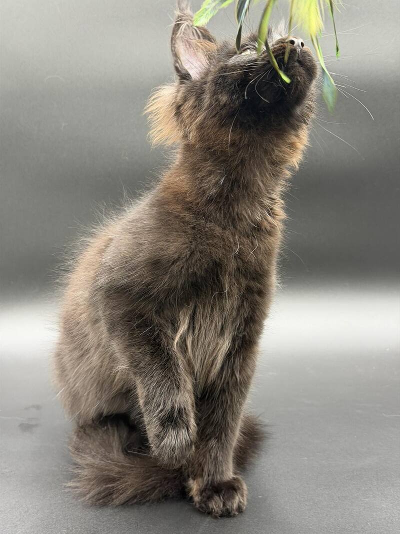 Frank Maine Coon male black - live animals