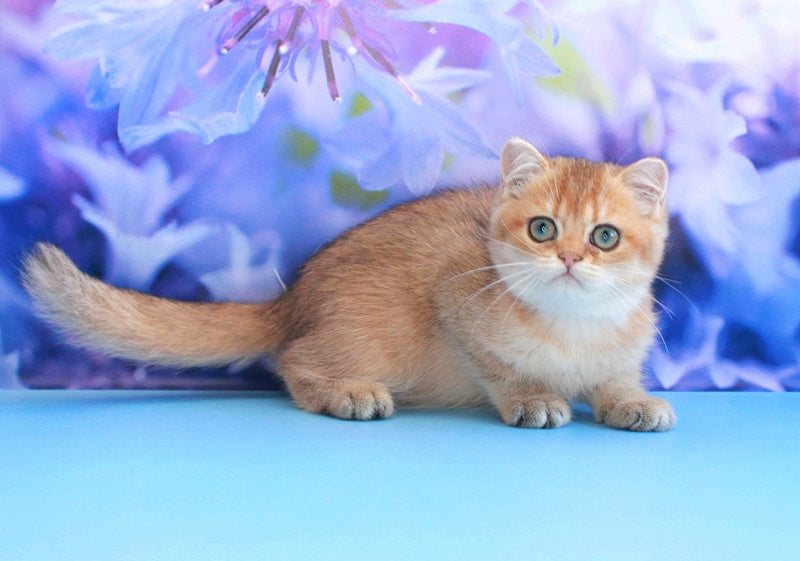 Amina British Shorthair female, black golden shaded