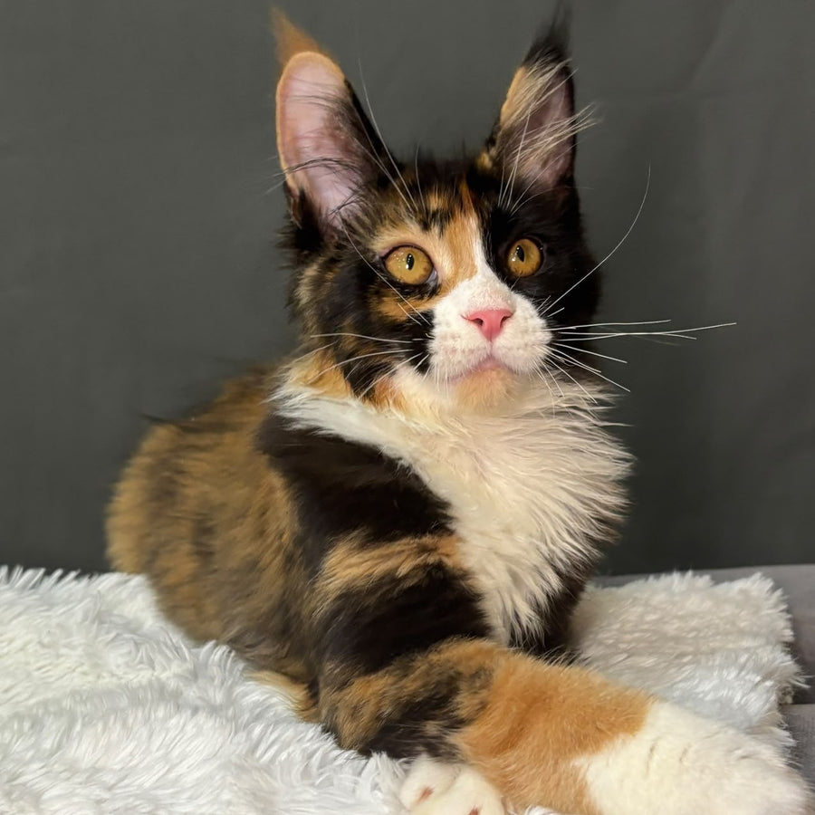 Dilara Maine Coon female, black tortie bicolour