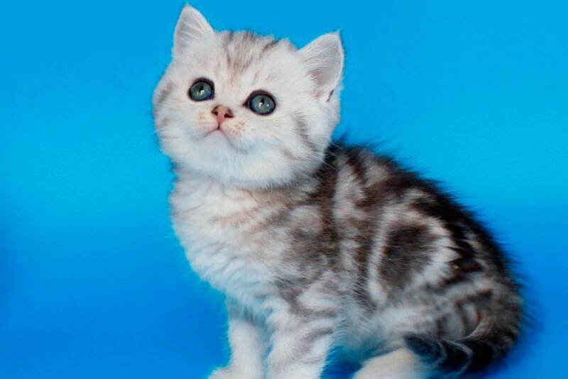 Nike British Shorthair male, black silver tabby