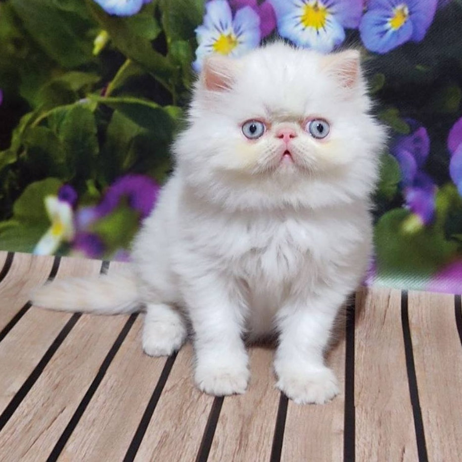 Sultan Persian male, cream pointed
