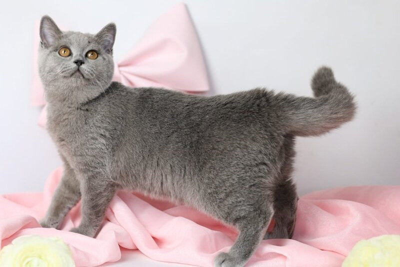 Miranda British Shorthair female blue - live animals