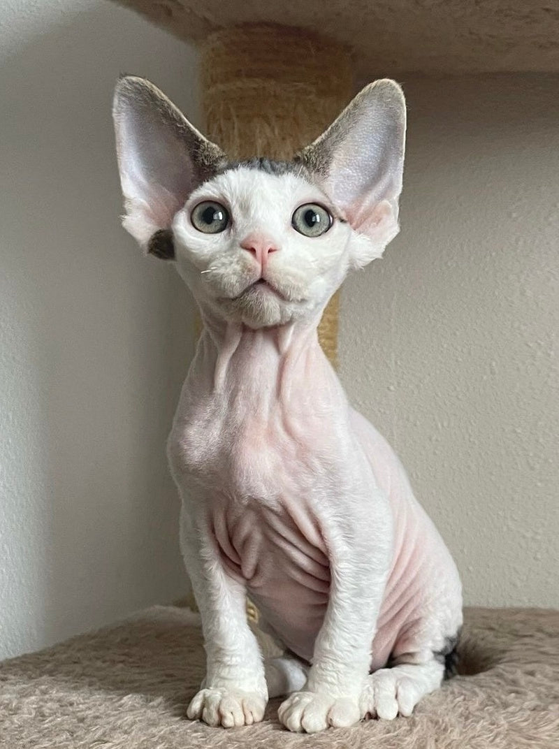 Iron Vale Devon Rex male black van spotted tabby - live animals
