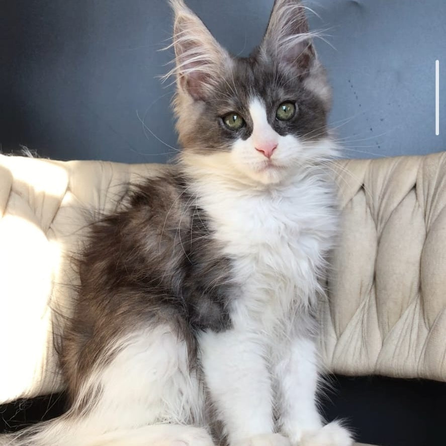 Craft Maine Coon male, black silver bicolour