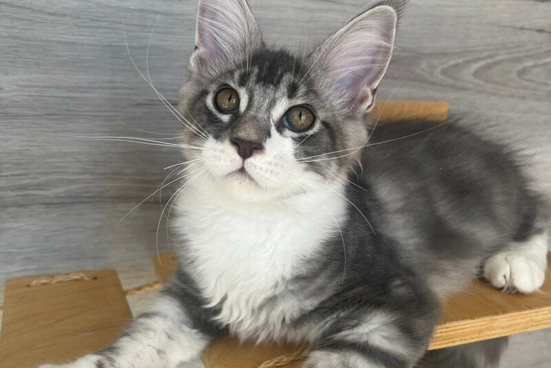Mavrik Maine Coon male, black silver tabby