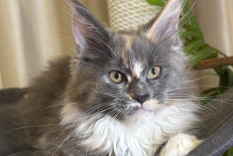 Gloria Maine Coon female, blue tortie bicolour