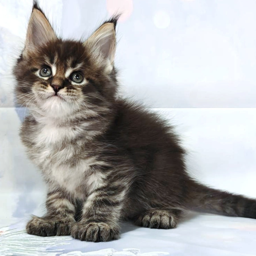 Manhattan Maine Coon polydactyl 6x6x6x6 male, black tabby