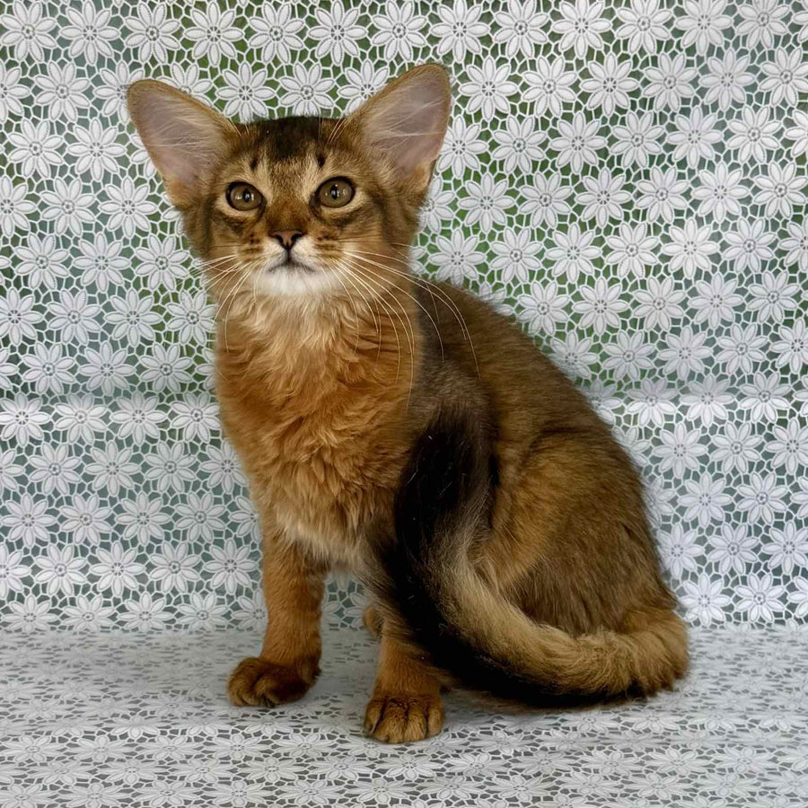 Dzhenifer Somali female, ruddy