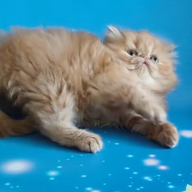 Sonata Persian female, red tabby