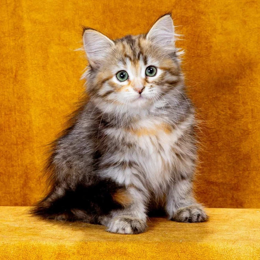 Ivanka Siberian female, black tortie spotted tabby