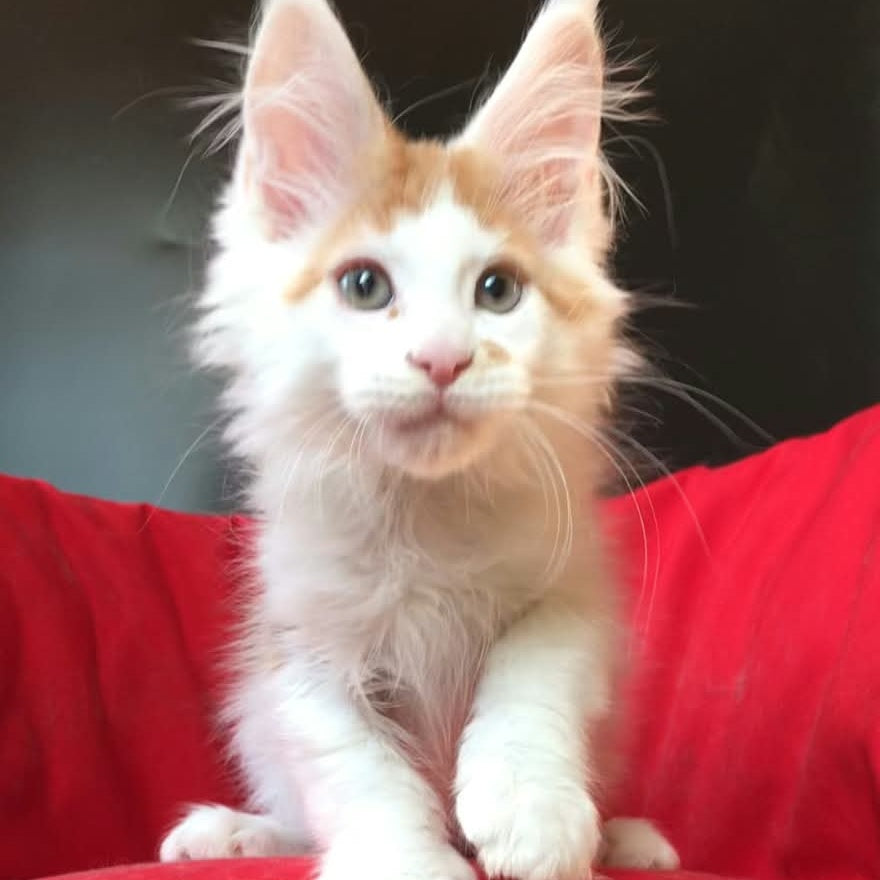 Gustaff Maine Coon male, red bicolour